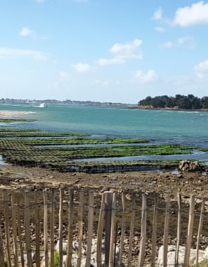 Tour de la pointe d’Arzon - CHRISTINE - 12