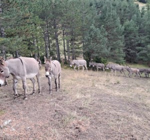 De Péone (Villars le haut) à Bouchanières hors sentiers - Péone - 3