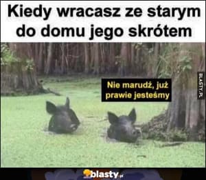 Wokół Jeziora Pilchowickiego - Strzyżowiec - 6