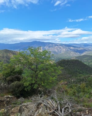 Lus van de abdij van Saint-Martin du Canigou - Catherine - 5