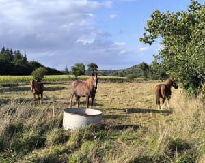 Étang de Jugon-les-Lacs, par le Marchix - Melanie - 2