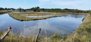 Les marais du Hézo - Le Hézo - 6