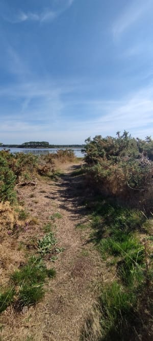 Les marais du Hézo - Le Hézo - 4