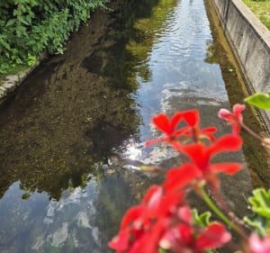 Autour du Lys par Gouvieux et Château de Lamorlaye - Morgan - 3