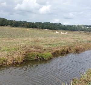 Promenade de Savenay et Marais du Syl - Angelique - 3