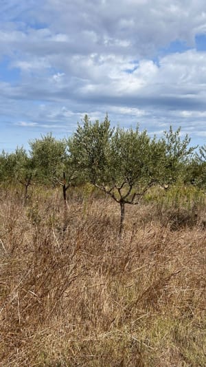 Boujan,  boucle dans les vignes - sophie - 5