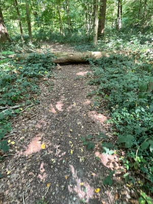 Balade en forêt à Saint-Just-en-Chaussée - Peter - 3