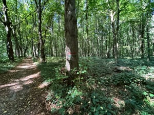 Balade en forêt à Saint-Just-en-Chaussée - Peter - 5
