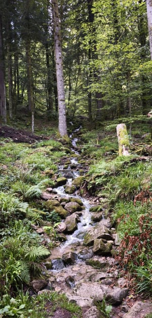 Petite balade entre les Lacs de Retournemer et Longemer - Cyrille - 5