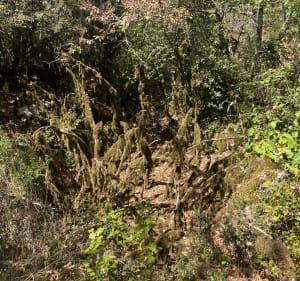 Aven du Remejadou et forêt enchantée - Joyeuse - 3