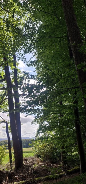 Uriménil à l'Etang de Bult et par les Friches - Uriménil - 3