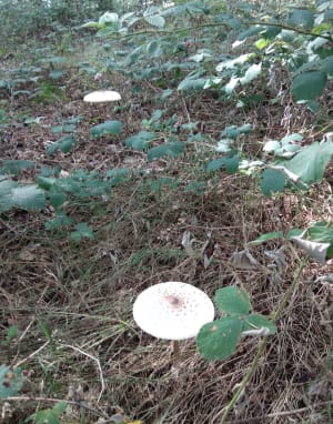 Tarare : boucle mi urbaine, mi forêt, par les Grandes Combes - REMY - 5