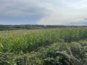 Entre Saint Pierre de Chandieu et Valencin - Alain - 7
