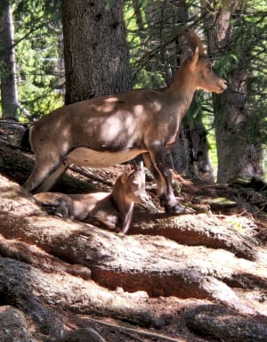 Promenade dans le parc de Merlet - Les Houches - 7