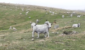 Plateau de Beille- la Passejade - Colette - 4