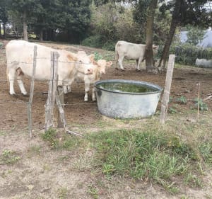 De Montjean a Ingrandes, bord de Loire et campagne - Clotilde  - 4