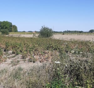 Entre campagne et quai de la Deûle - Aurélie - 3