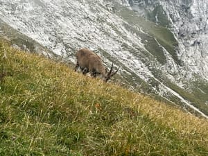 Sommet escarpé de la Tournette et animaux cachés - Vanessa - 5