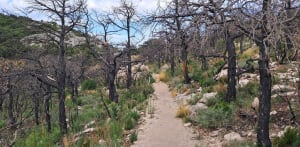 Saint-Guilhem-le-Désert, Max Nègre, forestière des Plos - Jean paul - 15