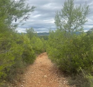 Une petite rando sur Réals - Cessenon-sur-Orb - 4