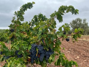 Entre vignes et forêt de pins - CLAUDINE - 6