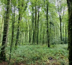 Les petits monuments de Trans la forêt - steven - 7