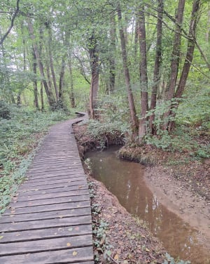Forêt des Vaseix - Claire-lyse - 2