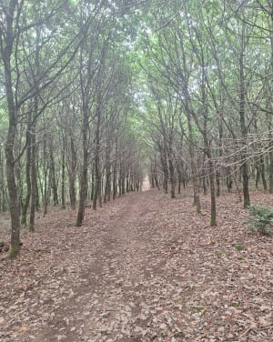 Forêt des Vaseix - Claire-lyse - 3