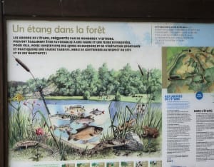 Randonnée dans la forêt d'Illfurth - Marcel - 5