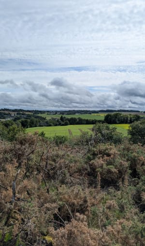 Les landes monterfiloises - Heloise - 3