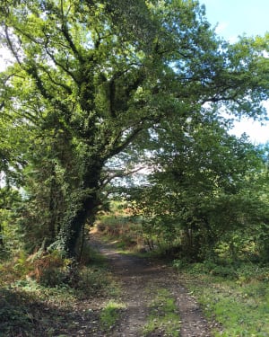 Entre Raguenez et Kerliou - GUY - 11