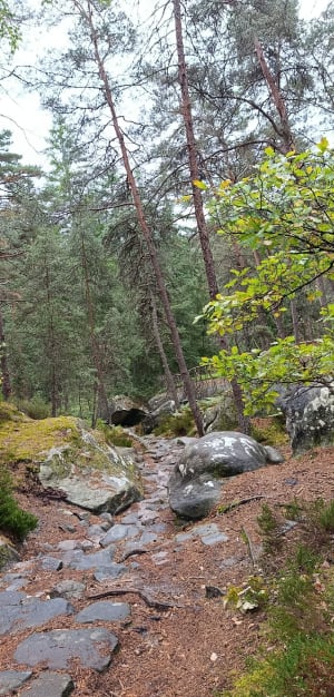 A l'assaut des gorges de Franchard et drôles de rochers - Fontainebleau - 4
