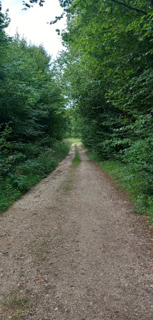 Petite Haye de Clairlieu et forêt ombragée - Nathalie - 2