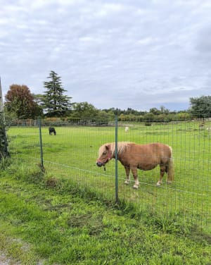 Petite balade à 2 pat des citées de Beaubreuil - Pascale - 4