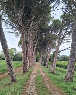 Multiples paysages Moussoulens - Kris - 6