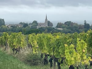 Promenade en vignoble bordelais et formations fossilifères - Vincent - 8