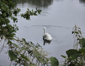 D'étang en étang à travers la forêt de Versailles - Julien - 2
