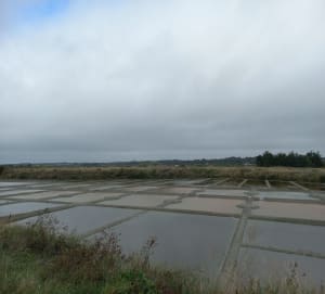 De moerassen van zout - Cath - 9