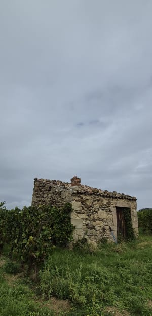Promenade sur les Côteaux de Millery - CHANTAL - 2