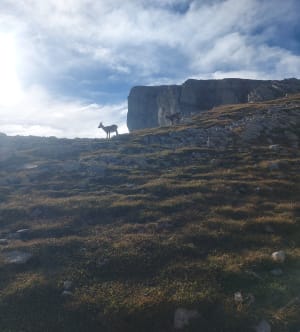 Escapade vivifiante au Grand Veymont et recherche d'animaux - Gresse-en-Vercors - 5