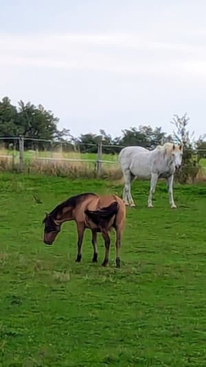 Balade champêtre sur Rajat (Heyrieux) - Lucky - 8