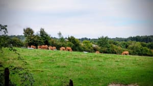 Balade champêtre sur Rajat (Heyrieux) - Lucky - 4