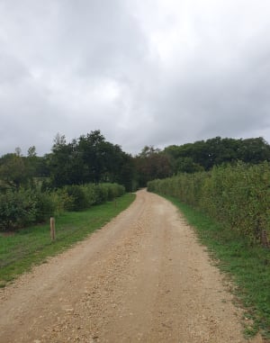 Mouillac entre vignes et sous-bois - Jeannine  - 3