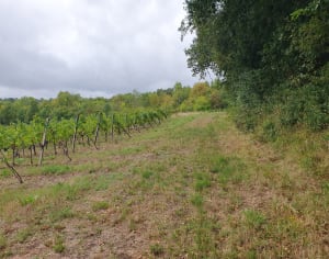 Mouillac entre vignes et sous-bois - Jeannine  - 2