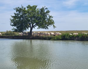 Jolie balade en petite Camargue et son patrimoine naturel - Frédéric  - 3
