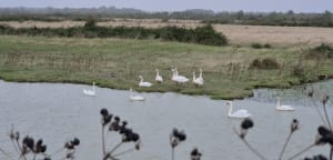 Saint-Laurent-de-la-Prée et les animaux des marais - Saint-Laurent-de-la-Prée - 3