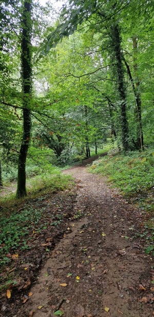 Sortie nature, autour de Noyal-Muzillac. - denis - 6