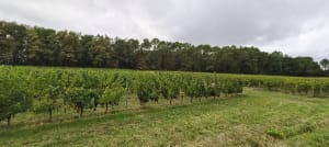 Gours et le Meillac, entre patrimoine, vignobles, prairies et bois - Bernard - 7