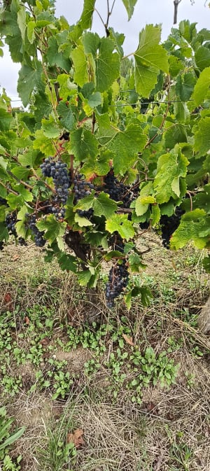 Gours et le Meillac, entre patrimoine, vignobles, prairies et bois - Bernard - 10