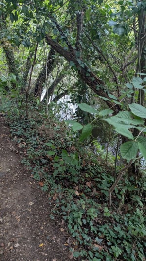 Saint-Jacques-de-la-Lande et planer au canal de Cicé - Ronan - 3